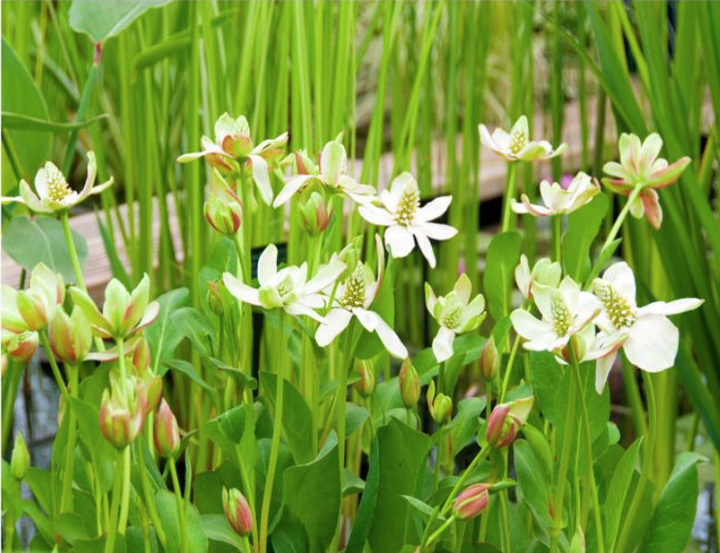 (image for) Anemopsis californica - Yerba Mansa Bog Plant