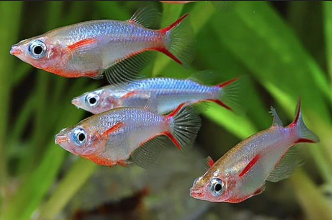Daisy’s Rice Fish - Oryxias woworae (image for) Daisy’s Rice Fish - Oryxias woworae