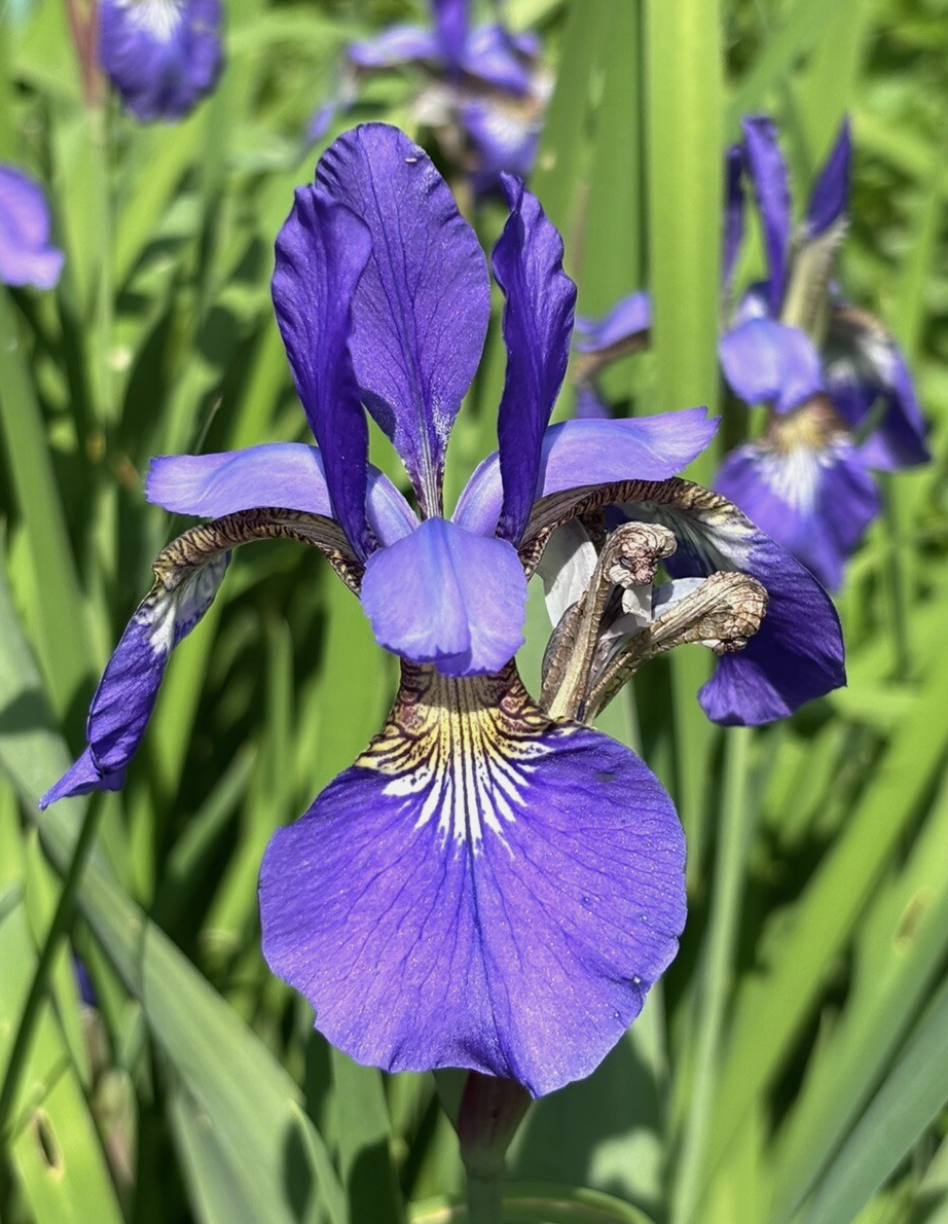 Japanese Ensata Iris (image for) Japanese Ensata Iris