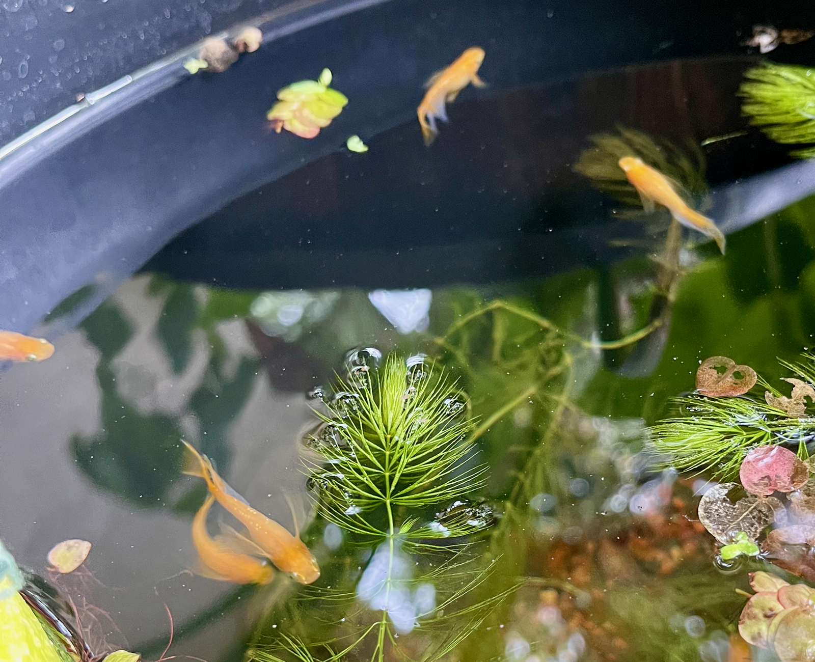 Red King Glitter RLF Medaka Rice Fish - Oryxias latipes (image for) Red King Glitter RLF Medaka Rice Fish - Oryxias latipes