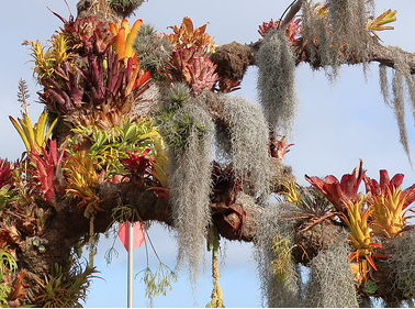 (image for) Bromeliads/Tillandsia