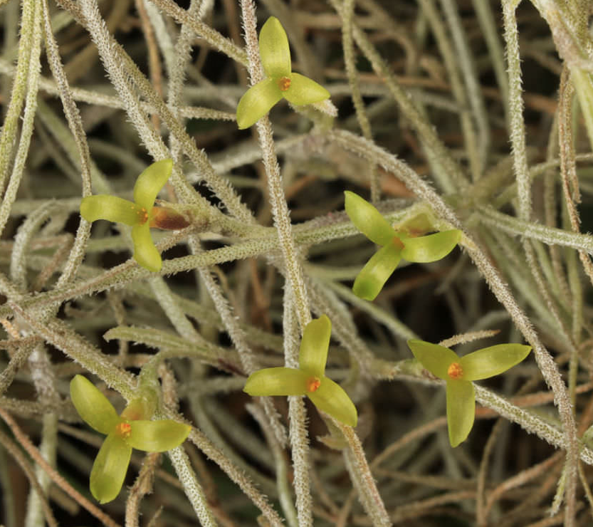 (image for) Tillandsia usneoides Spanish Moss