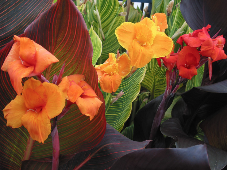 Canna Lillies (image for) Canna Lillies