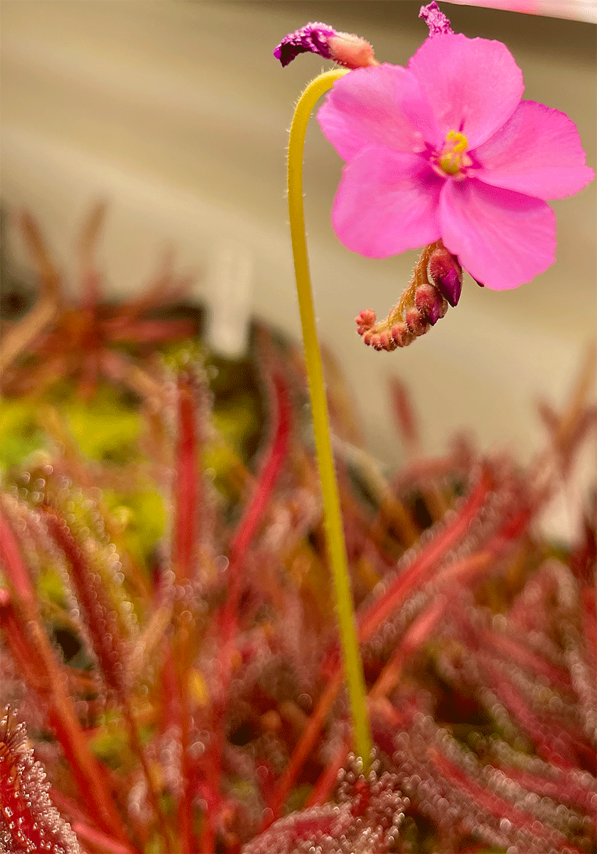 (image for) Drosera Capensis Grande Sundew