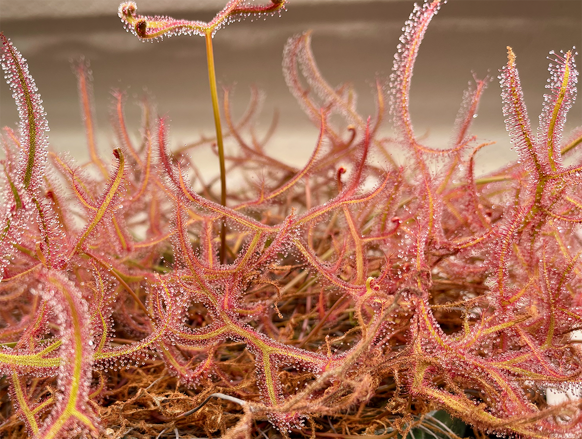 (image for) Drosera binata X Marston’s Dragon