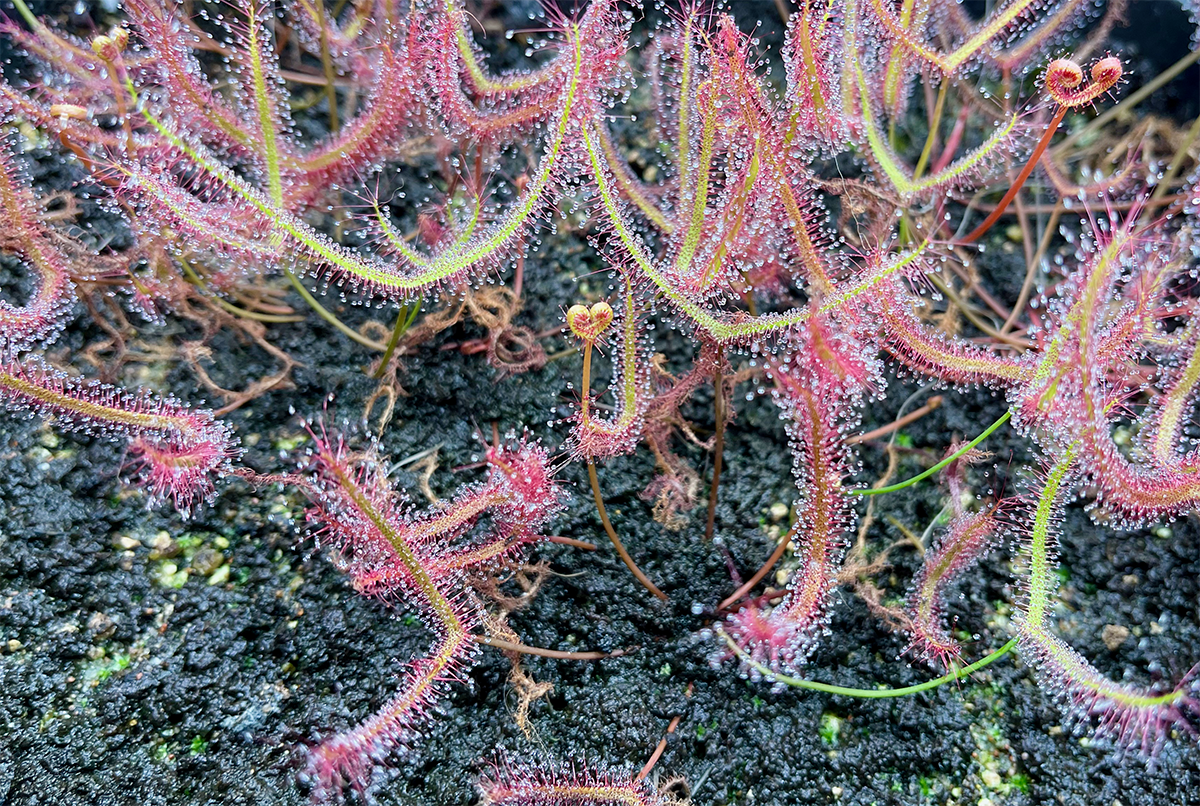 (image for) Drosera Binata Staghorn Sundew ‘Mini Red Form'