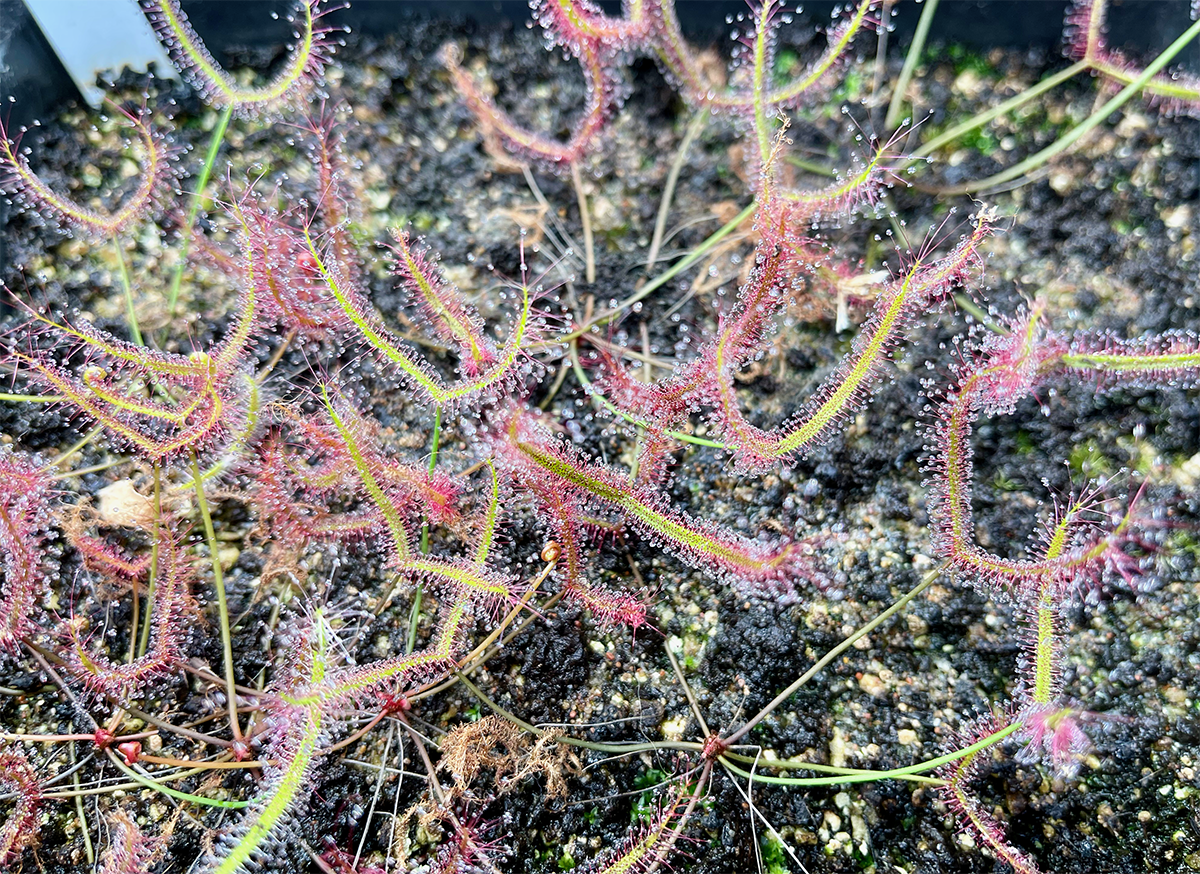 (image for) Drosera Binata Staghorn Sundew ‘Upright Form'