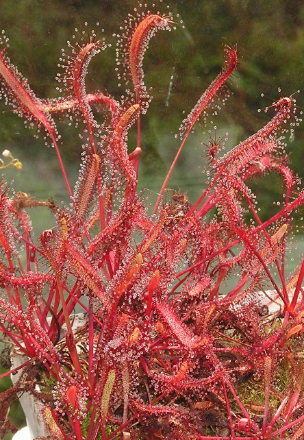 (image for) Drosera Capensis Narrow Red Leafed Cape Sundew