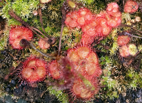 (image for) Drosera burmanni - A Petite Burmese Sundew