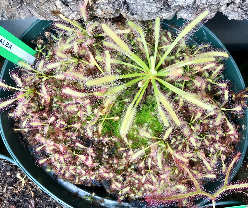 (image for) Drosera Capensis Alba Cape Sundew