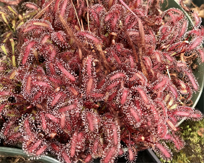 (image for) Drosera Capensis Dark Maroon Sundew