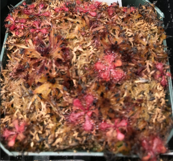 Drosera Natalensis - Natal Sundew (image for) Drosera Natalensis - Natal Sundew