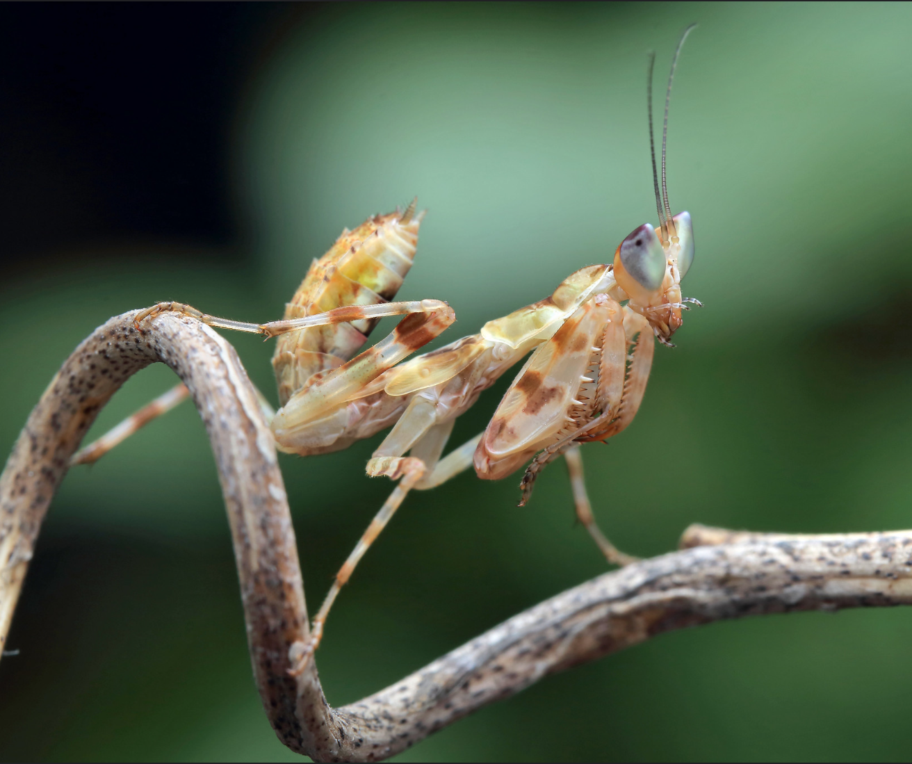 (image for) Creobroter apicalis - Yunnan Flower Praying Mantis