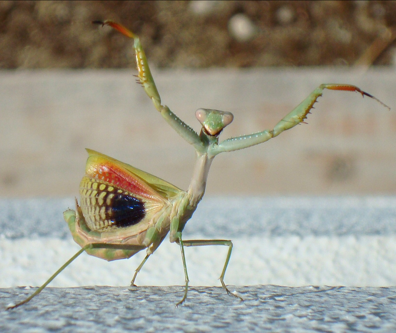 (image for) Iris oratoria - Mediterranean Praying Mantis