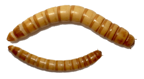 (image for) Tenebrio molitor Mealworm ‘Grande’ Starter Colony