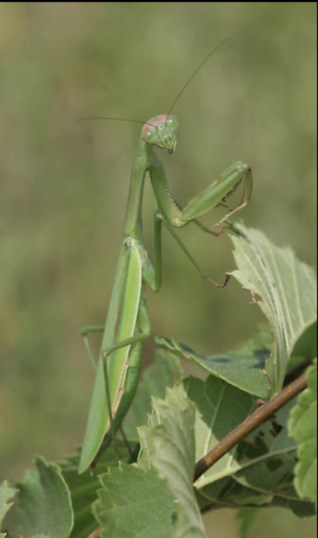 (image for) Tenodera aridifolia sinensis - Asian Mantis