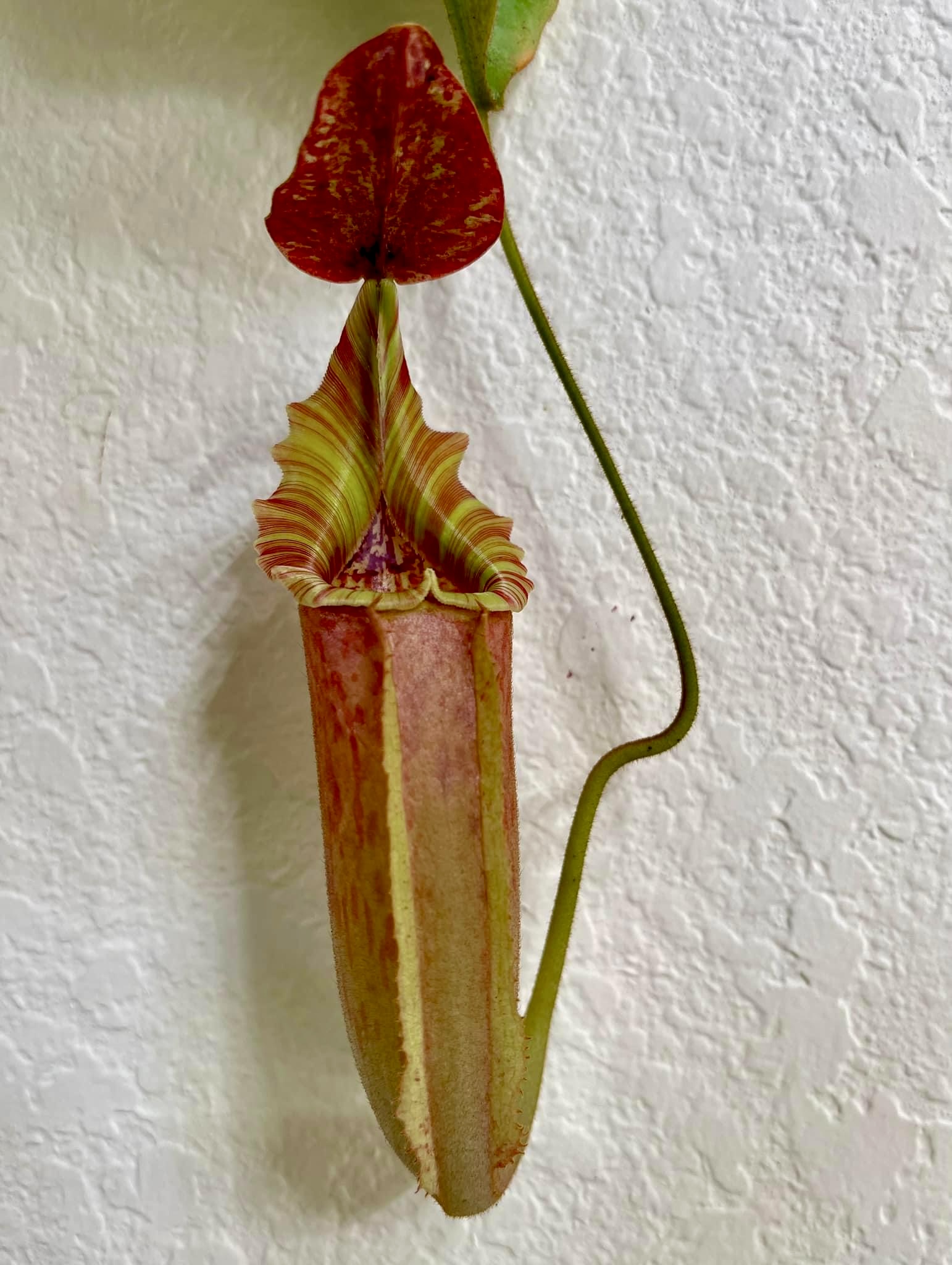 (image for) Nepenthes Tiveyi ‘Red Queen’