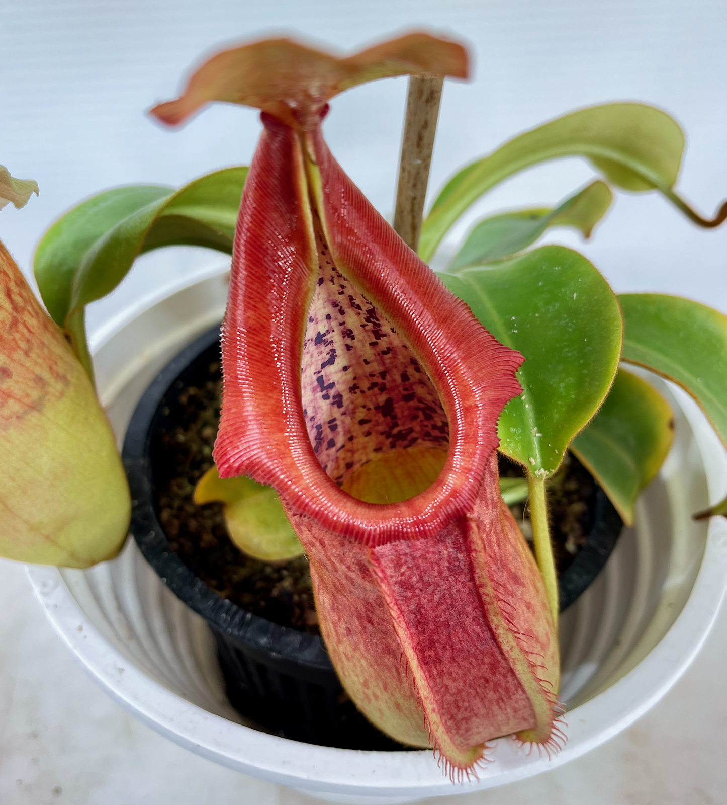 (image for) Nepenthes Adrianii x Veitchii