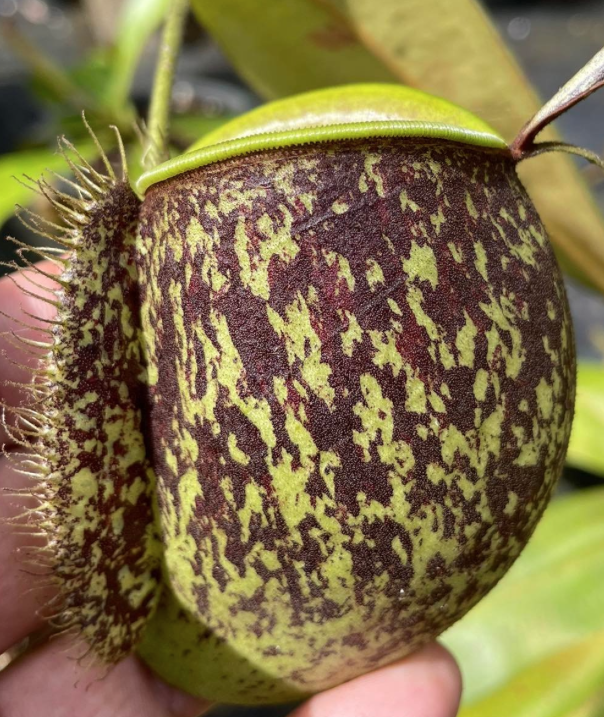 (image for) Nepenthes Ampullaria Tricolor X Maroon