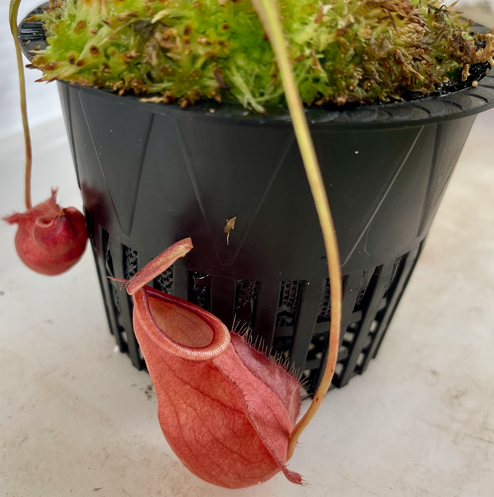 (image for) Nepenthes (globosa x Hookeriana X (rafflesiana x Globosa)