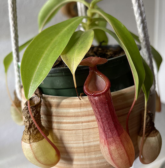 (image for) Nepenthes - Pitchers