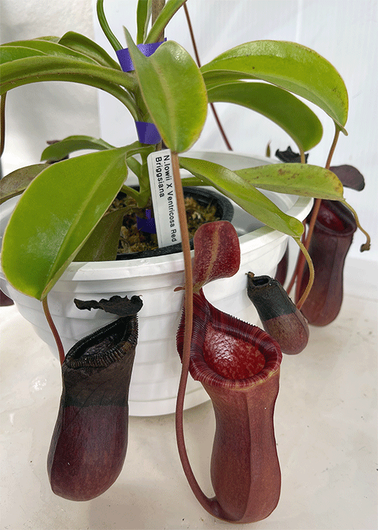 (image for) Nepenthes lowii x Ventricosa Red Briggsiana PDA