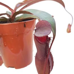 (image for) Nepenthes X Rebecca Soper