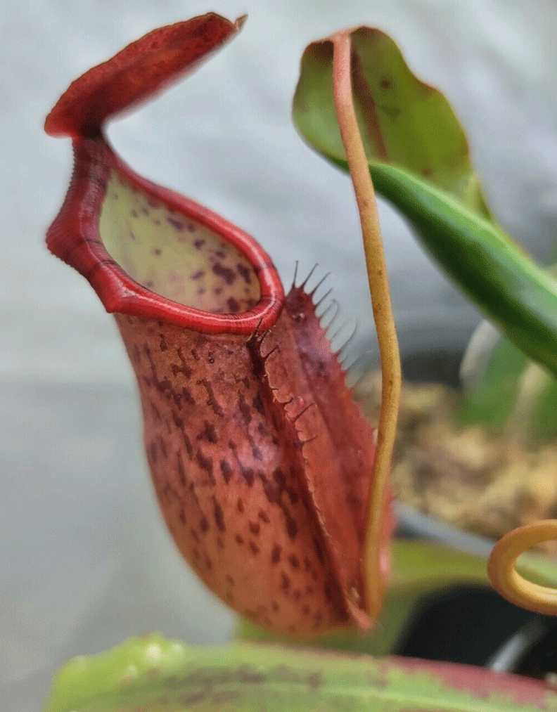 (image for) Nepenthes (thorellii x Veitchii) x Northiana Red