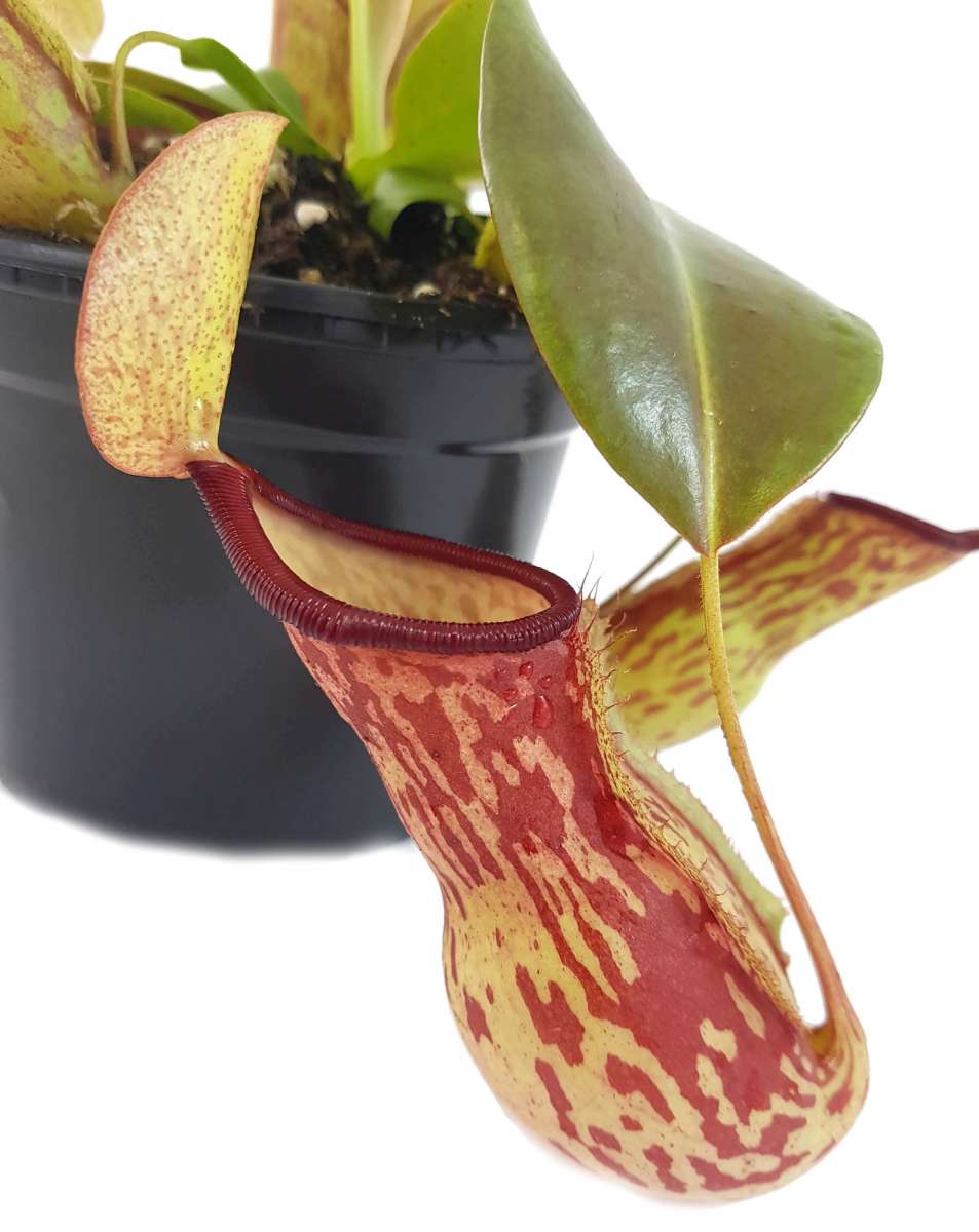 (image for) Nepenthes X St. Gaya