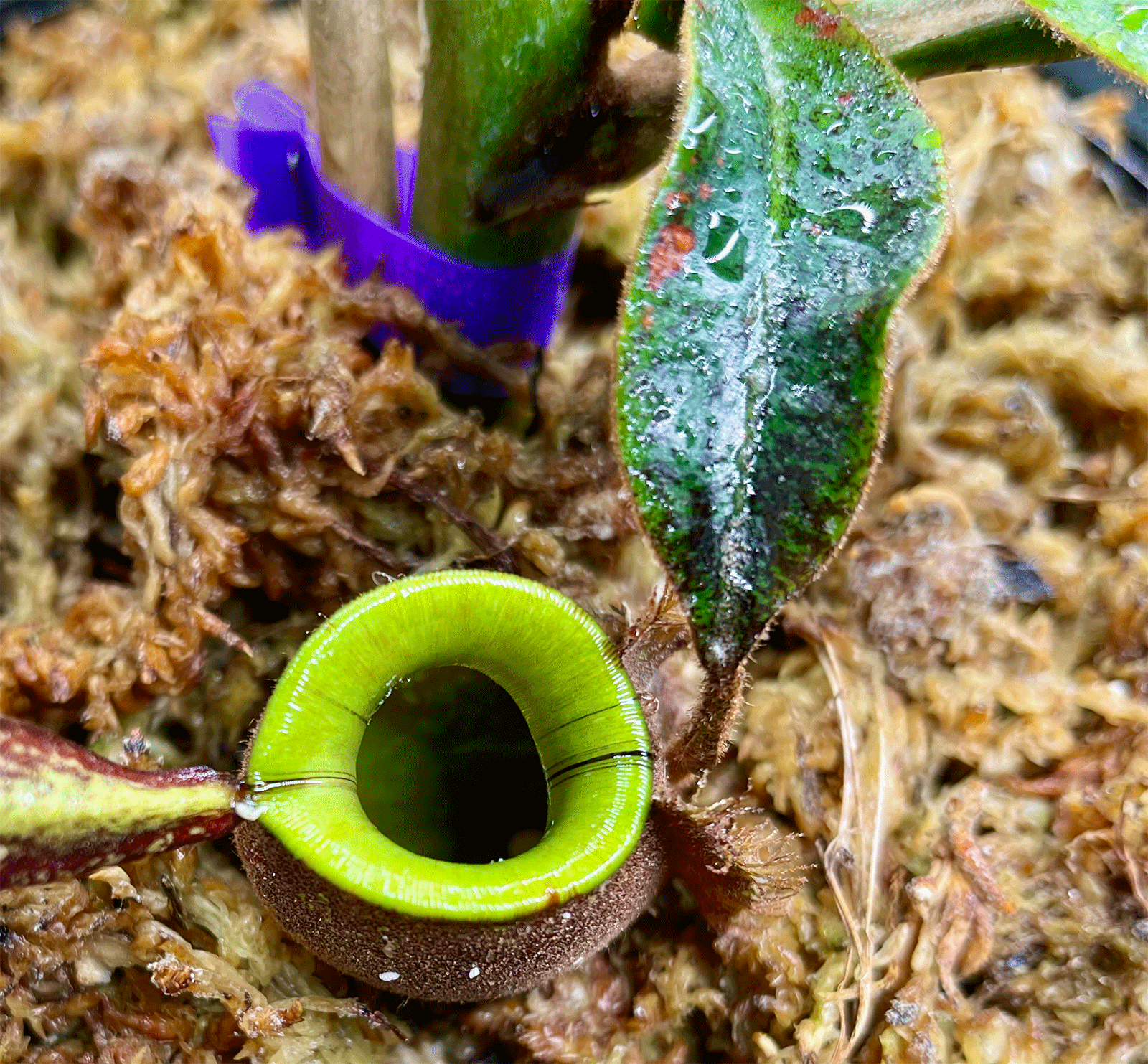 (image for) Nepenthes Ampullaria Black