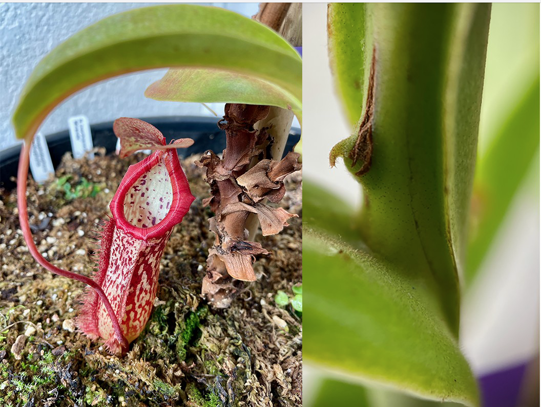 (image for) Nepenthes X Miranda - Pitcher Plant