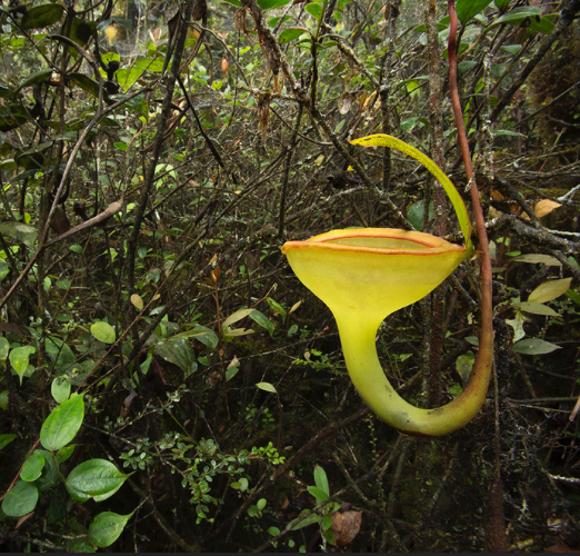 (image for) Nepenthes Jamban