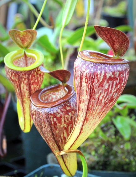 (image for) Nepenthes Tenuis