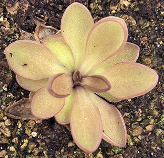 (image for) Pinguicula crassifolia x Moranensis Vera Cruz