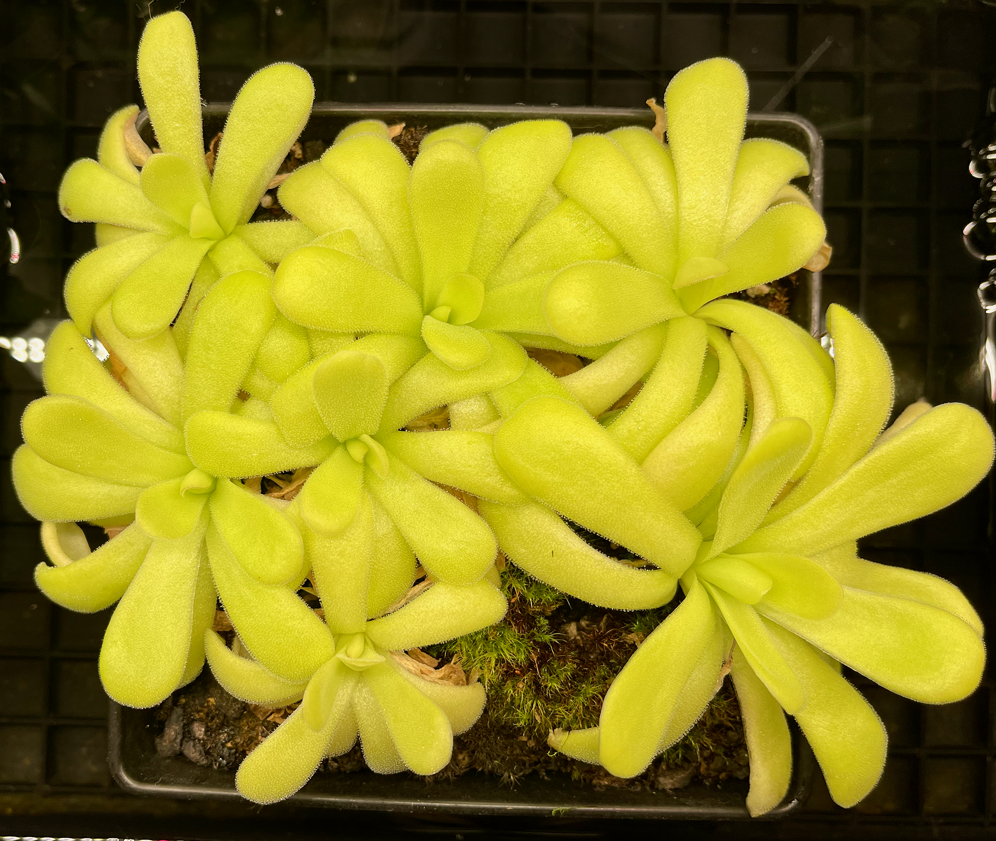 (image for) Pinguicula agnata