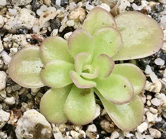 (image for) Pinguicula agnata El Lobo