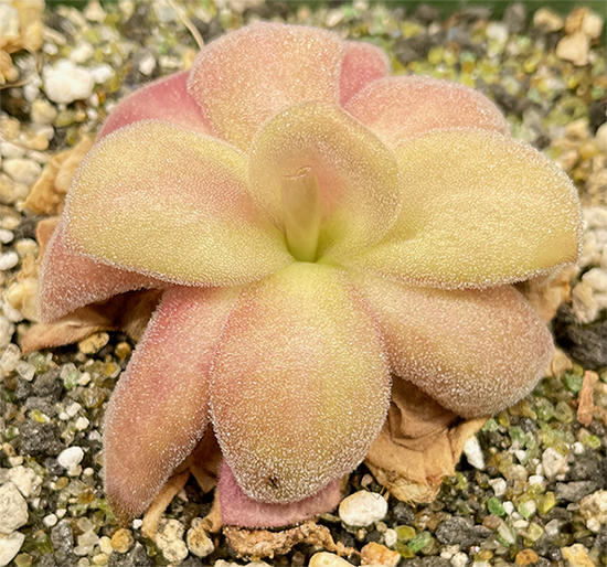 (image for) Pinguicula agnata 'Red Leaf'