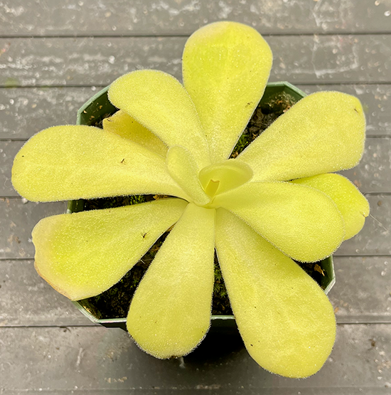 (image for) Pinguicula - Tropical/Mexican