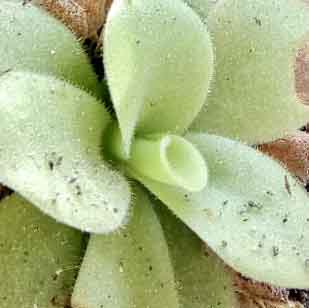 (image for) Pinguicula agnata 'Zimapan'