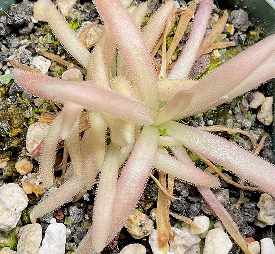 (image for) Pinguicula Agnata x Moctezumae 'Aphrodite'