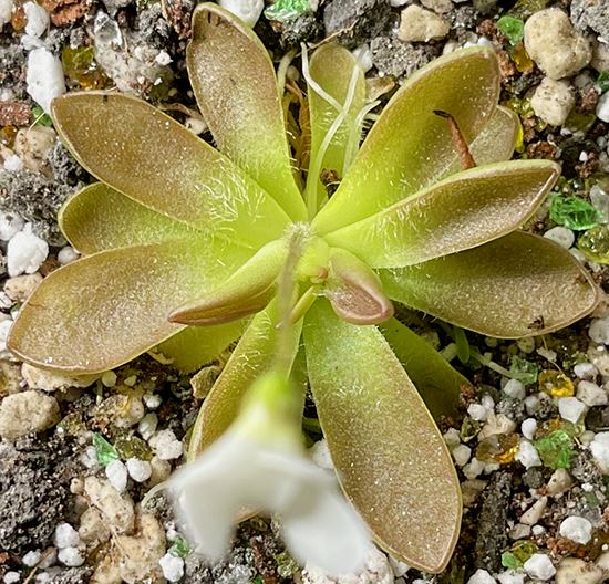 (image for) Pinguicula immaculata x Agnata ‘Crystal'