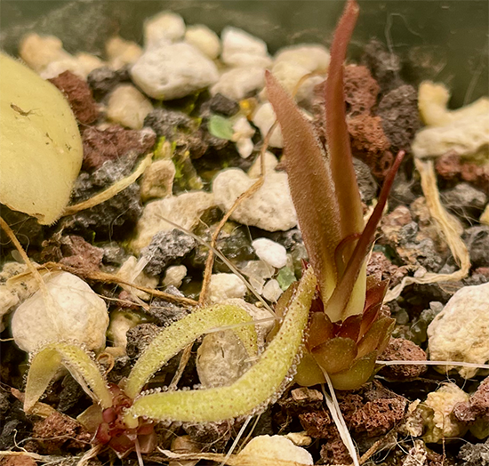 (image for) Pinguicula calderoniae