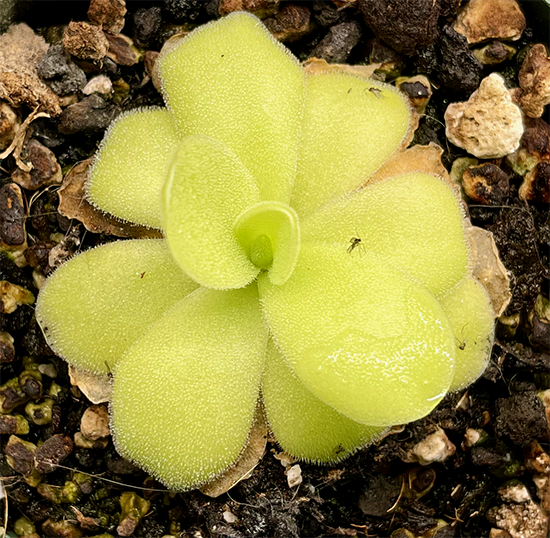 (image for) Pinguicula moranensis var Caudata neovolcanica