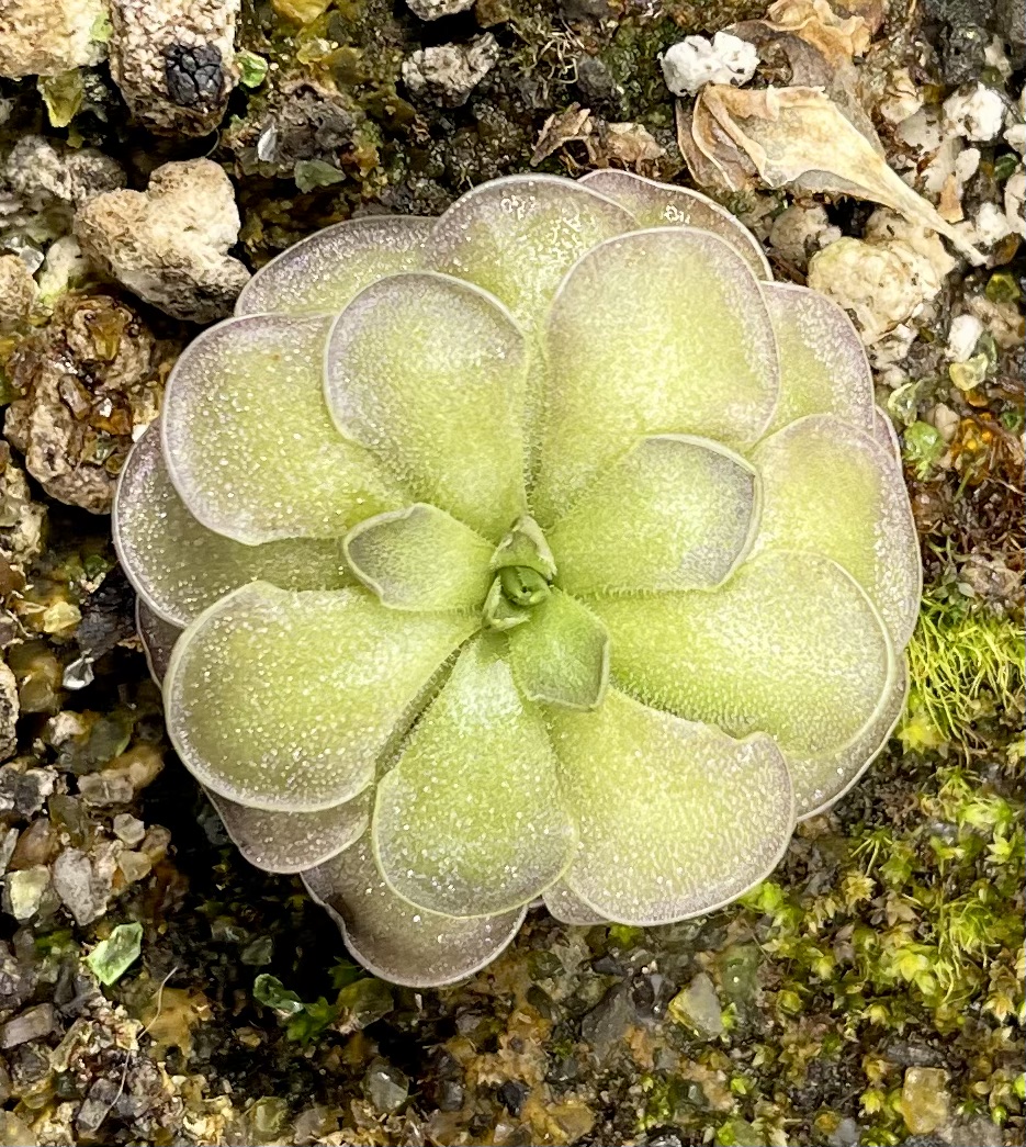 (image for) Pinguicula Cyclosecta Yucca Do 1714