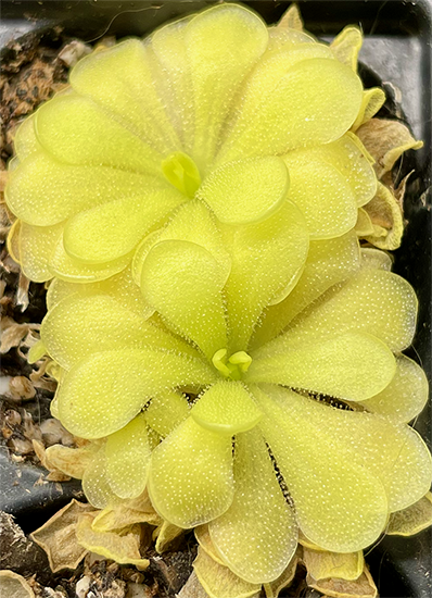 (image for) Pinguicula Elizabethiae