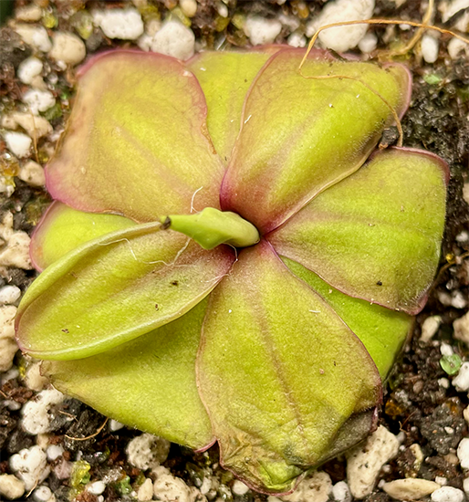 (image for) Pinguicula Emarginata X Moranensis