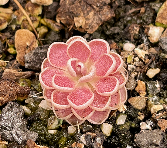 (image for) Pinguicula Debbertiana x Esseriana Florian