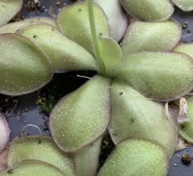 (image for) Pinguicula Gigantea x Agnata Red Leaf