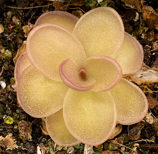 (image for) Pinguicula Gigantea x Laueana