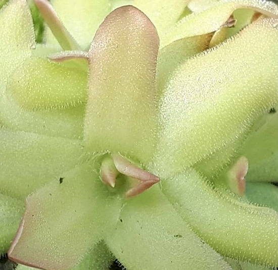 (image for) Pinguicula Gracilis X Moctezumae